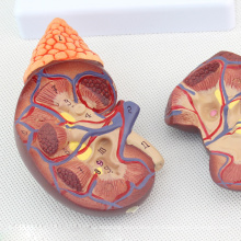 KIDNEY04 (12433) Lebensgroße Gesundheit Nieren Anatomisches Modell in 2 Teilen